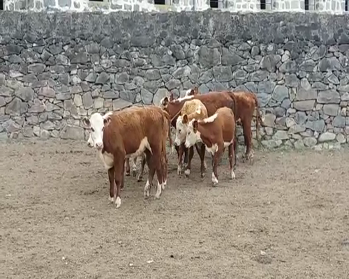 Lote (Vendido)8 Terneros y Terneras HE 190kg -  en LA HORQUETA