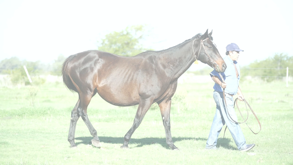 Lote GRAND GALLERY (CATCHER IN THE RYE -  VELVIA)  VACIA. C/SERVICIO DE A DIFFERENT STYLE 26'