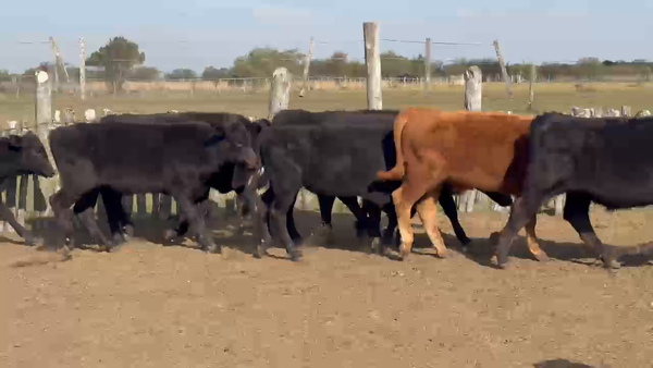 Lote 71 Terneros en Corrientes, Col. Libertad