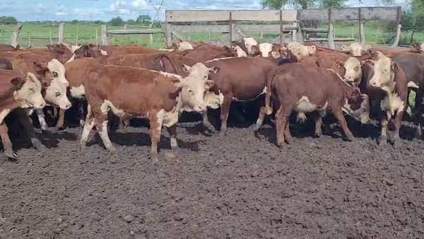 Lote 60 Terneros en Villaguay, Entre Ríos