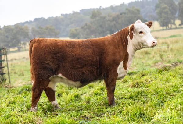 Lote Terneras PP
