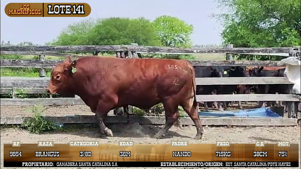 Lote LOTE 141 - POR PANTALLA
