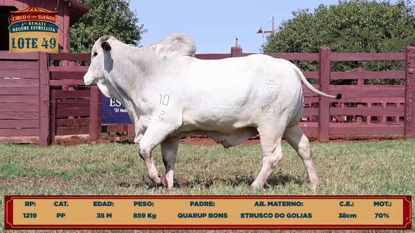 Lote LOTE 49