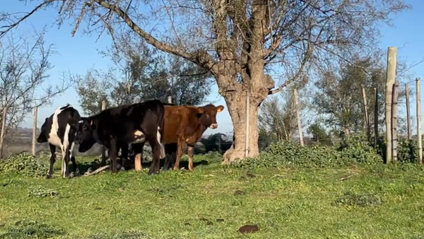 Lote (Vendido)4 Terneras 2 NO/ HO - 2 AA/ HO 190kg -  en RUTA 53