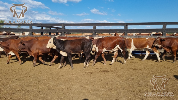 Lote Terneros Cbo 2