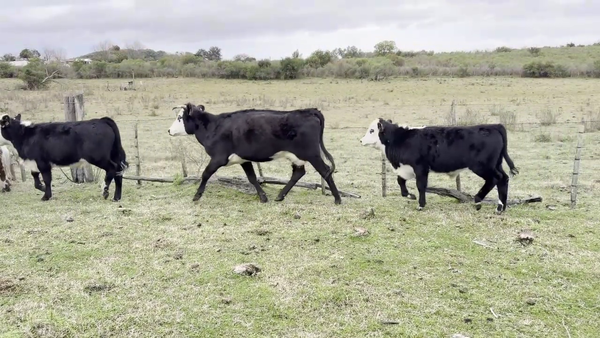 Lote PIEZAS DE CRIA