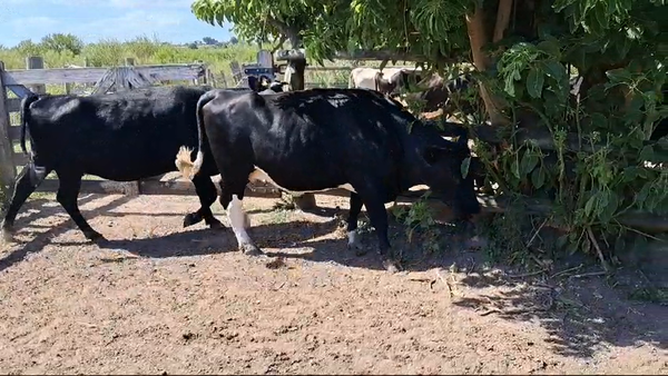 Lote VACAS GORDAS