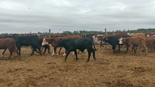 Lote 220 Terneros en Capital, Santiago del Estero