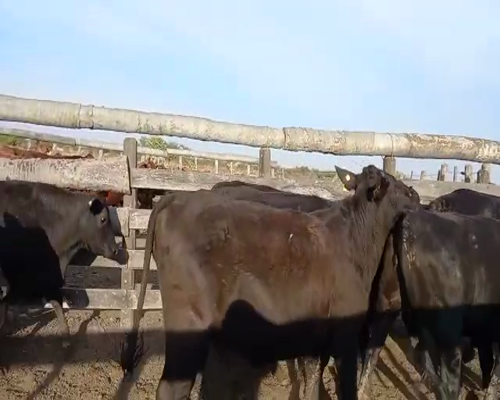 Lote Vaquillonas Preñadas Brangus