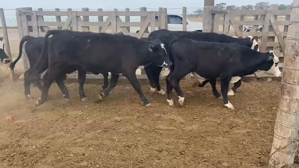 Lote 70 Novillitos en Bandera, Santiago del Estero