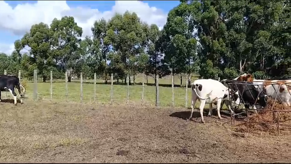 Lote 7 Vaquillonas  500kg - , San José