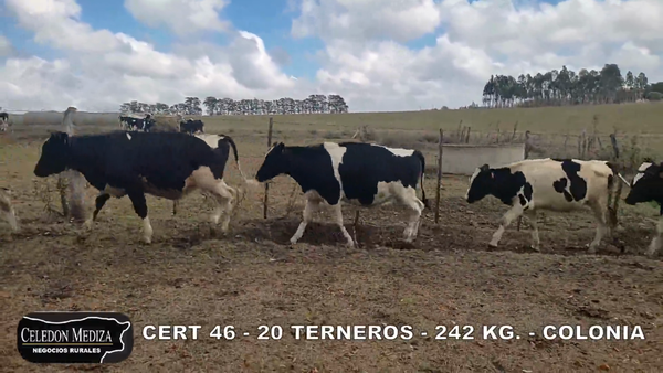 Lote 20 Terneros en Colonia