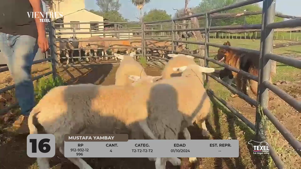 Lote LOTE 16