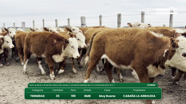 Lote 35 Terneras 199kg - , Florida