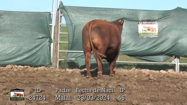 Lote 3 Toros, Durazno