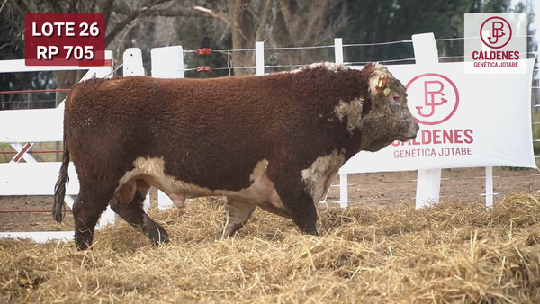 Lote Toro PR