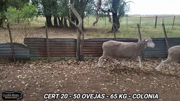 Lote 50 Ovejas en Colonia