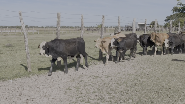 Lote 60 Terneros en Corrientes, San Luis del Palmar