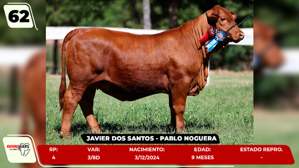 Lote LOTE 62