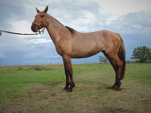 Lote SAMBA EL TACUARAL - R.P. 326