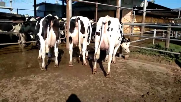 Lote Vaquillonas Paridas - Jose Luis Perren