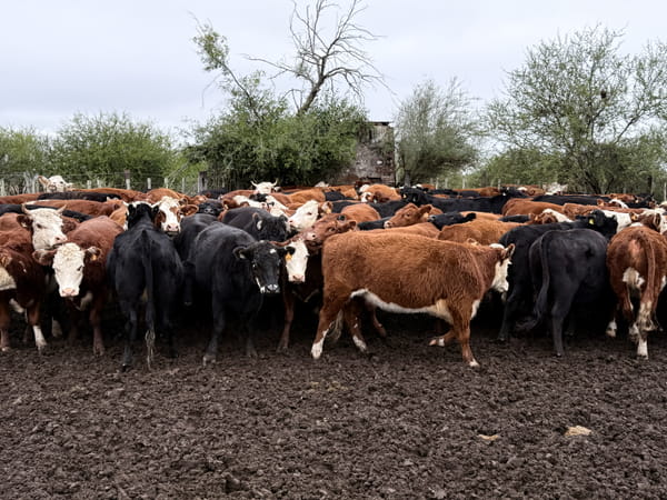 Lote Vaquillonas 2 años