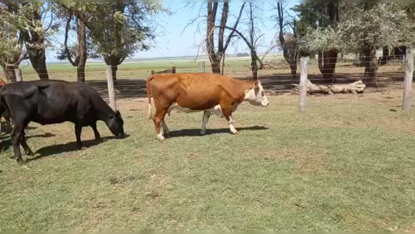 Lote 22 VC PARIDAS CON SERV., CNEL SUAREZ, PCIA DE BS. AS.