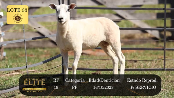 Lote LOTE 33