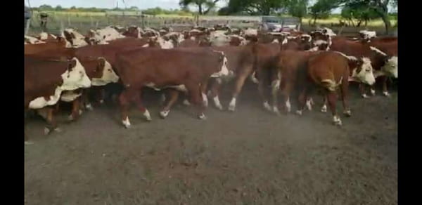 Lote 90 Terneros/as en Villaguay, Entre Ríos
