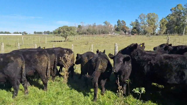 Lote 25 Terneros