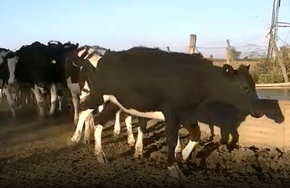 Lote 17 vaquillonas en Esperanza, Santa Fe