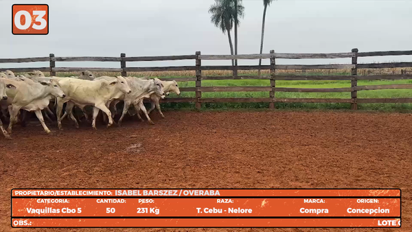 Lote LOTE 3