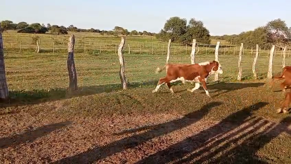 Lote 140 Terneros en Corrientes, Sauce