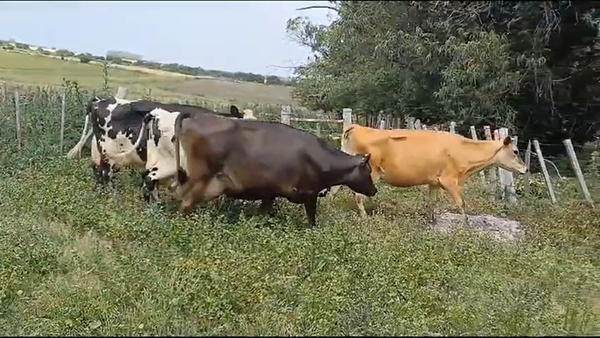 Lote (Vendido)4 Industria 470kg -  en COLONIA QUEVEDO