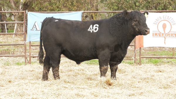 Lote TOROS ANGUS NEGROS  PC