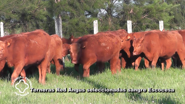 Lote 10 Terneras Red Angus, Artigas