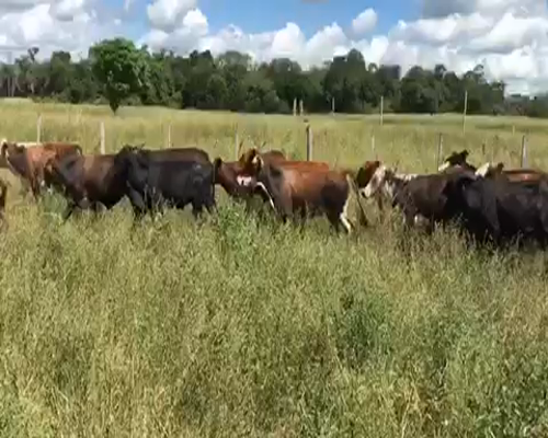 Lote 70 Terneros en Gran Guardia, Formosa