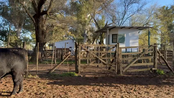 Lote TOROS PUROS DE PEDIGREE