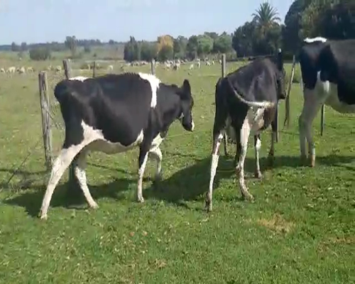 Lote 4 Vaquillonas  HOLANDO 500kg - , San José