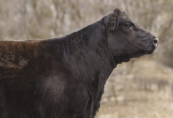 Lote VAQ. A. ANGUS NEGRAS MAS C/GTÍA DE PREÑEZ
