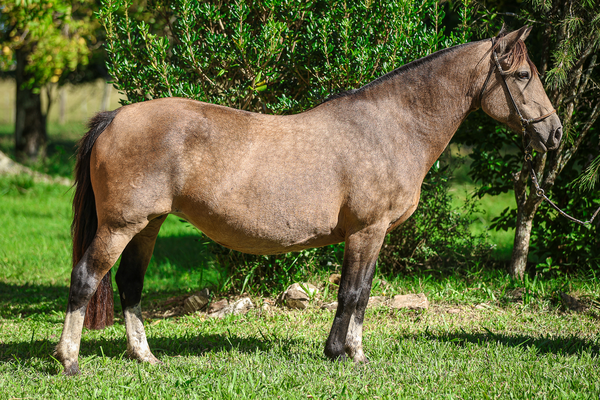 Lote CATANDUVA NEVADA