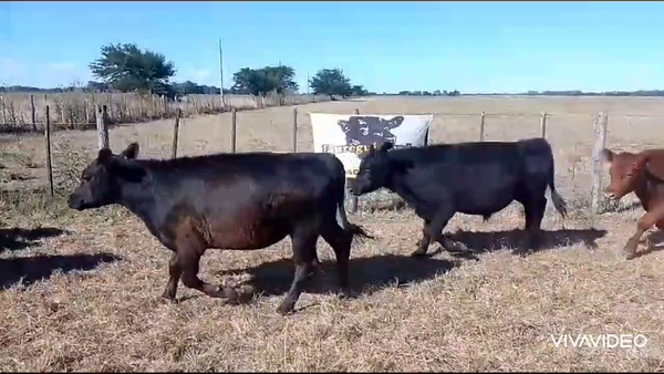 Lote 22 Novillitos