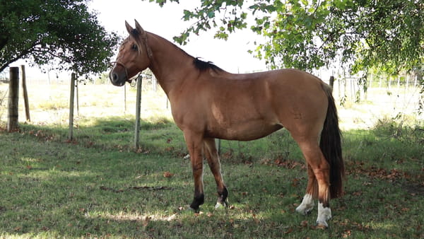 Lote Doña Chola ESPARTILLO