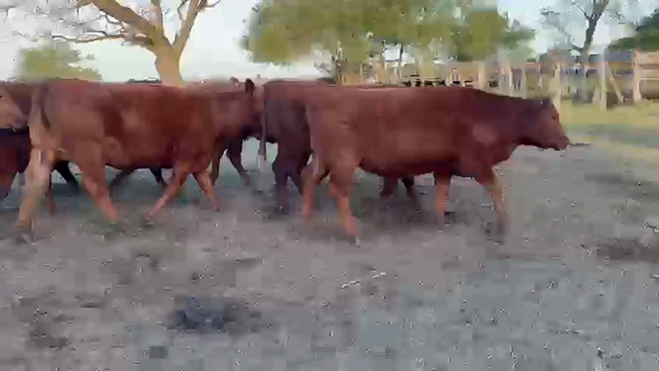 Lote 26 Vaquillonas C/ gtia de preñez