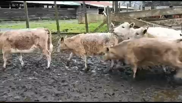 Lote 30 Ternera en Lago Ranco, XIV Región Los Ríos