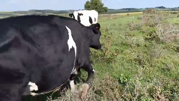 Lote 3 Vaca, San José