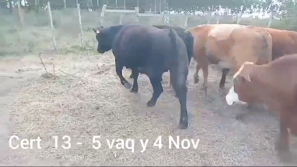 Lote VAQUILLONAS Y NOVILLOS