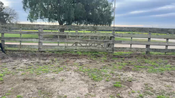 Lote VAQUILLONAS 1 a 2 AÑOS