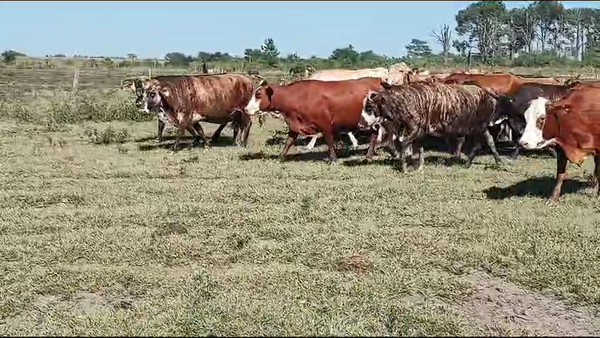 Lote 82 Vacas CUT preñadas en Ituzaingó, Corrientes