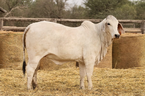 Lote LOTE 47